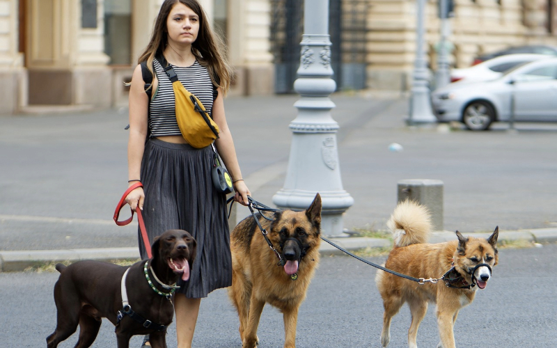 Secrets to Hiring the Right Dog Walker You Need to Know! (Shhh)
